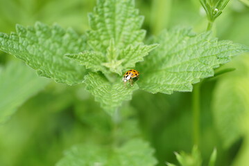 ladybug on a leaf