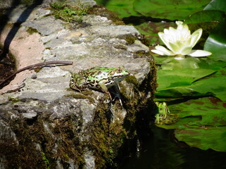 water lily in the pond