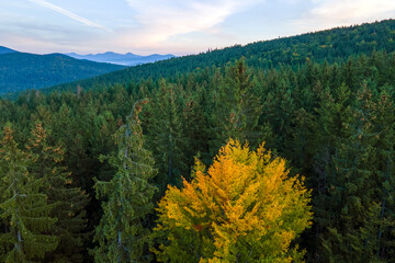 Aerial view of amazing scenery with dark mountain hills covered with forest pine trees at autumn sunrise. Beautiful wild woodland at dawn