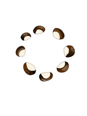 chestnut 
