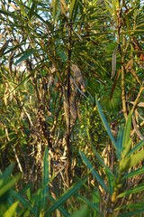 green pine tree