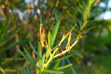 plant got yellow and dry 