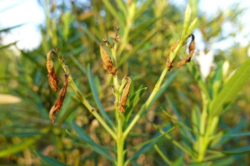 plant got yellow and dry 