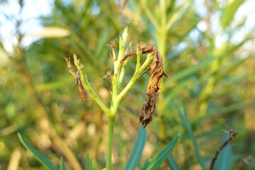 plant got yellow and dry 