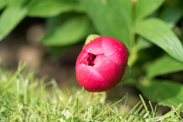 Pink Camelia almost ready
