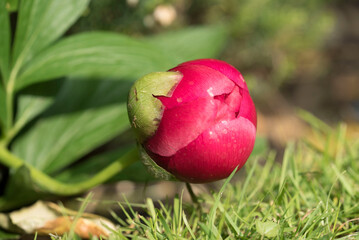 Camelia almost in bloom