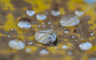Rain drops on an autumn colored leaf with the drops focusing the leaf’s details.
