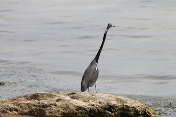 great blue heron