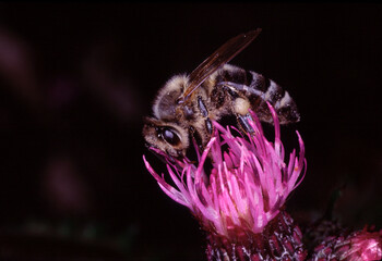 Honigbiene auf der Bluete der Kratzdistel beim Nektar und Pollensammeln, Thueringen, Deutschland, Europa -Honey bee on the flower of the spear thistle collecting nectar and pollen, Thuringia, Germany
