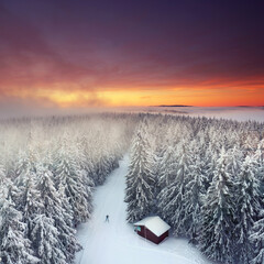 Winter im Wald - obrazy, fototapety, plakaty