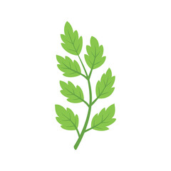 Branch with leaves isolated on white background. Vector illustration. 