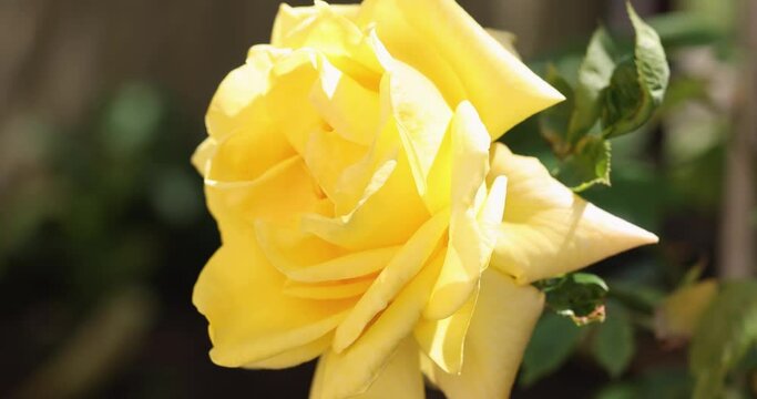 Beautiful yellow rose in autumn garden