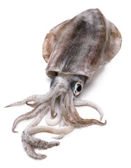 Obraz premium bigfin reef squid, green-eyed squid, oval squid, aoriika