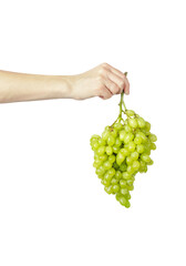 A bunch of grapes in a hand isolated on a white background. The hand holds a bunch of grapes. - obrazy, fototapety, plakaty