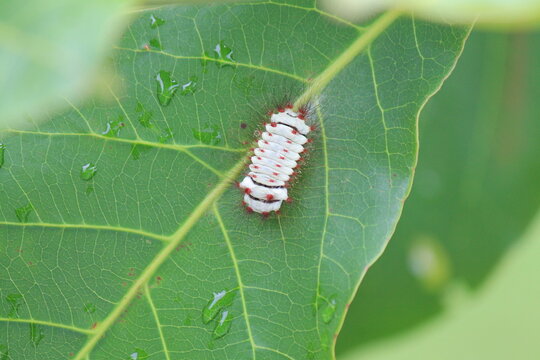 flannel moth caterpillar