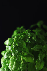 A bunch of basil in low key	