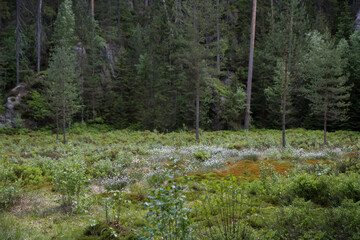 Green glade in the forest