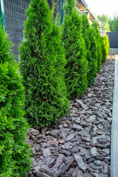 thuja smaragd, thuja planted in a row in a flower garden, landscape design