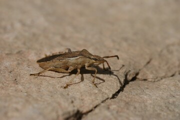 Closeup a brown squashbug Ceraleptus lividus, sitting on a stone