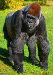 Gorillas are ground-dwelling, predominantly herbivorous apes that inhabit the forests of central...