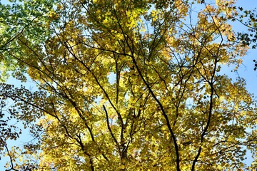 The yellow autumn leaves in the trees.