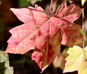 A close view of the orange autumn leaf.