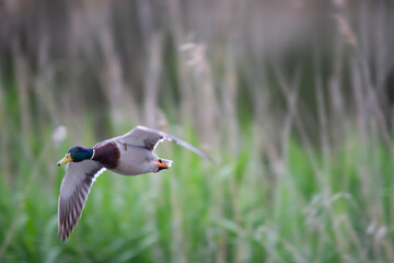 Canard col vert