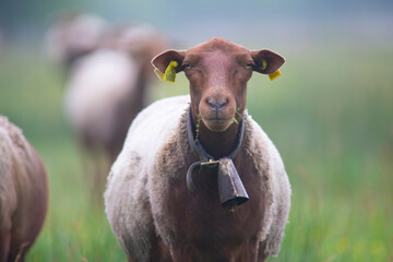 Mouton à la pâture