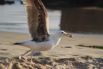Seagull gracefully gliding above sandy shores/ Coastal breeze ruffles its feathers with ease/...