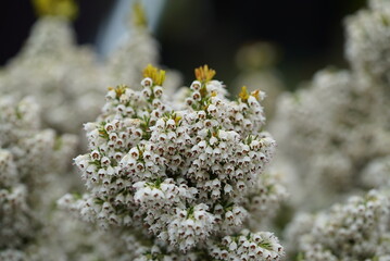 Little White Flowers