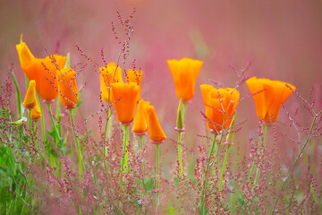 Pavot de Californie et herbes folles