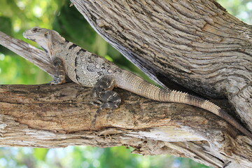 mexican lizard