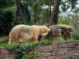 Close-up profile shot of a Pizzly bear in the greenery