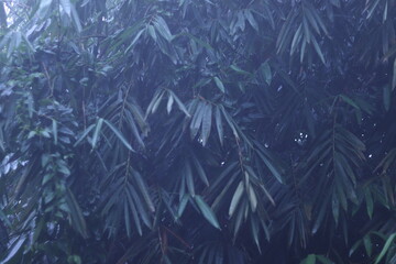 Indonesia Bali Tropica Forest Leaves