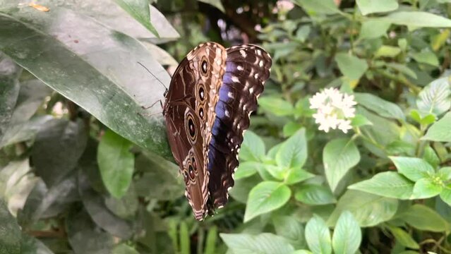 Morpho peleides butterfly sitting on a leaf and flying away in slow motion.