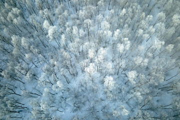 Aerial view of snow covered white forest with frozen trees in cold winter. Dense wild woodland in...