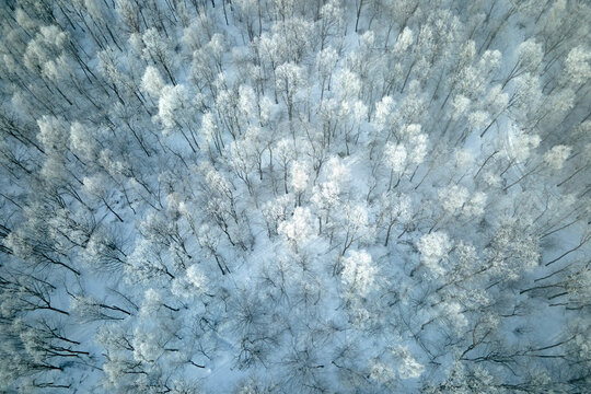 Aerial view of snow covered white forest with frozen trees in cold winter. Dense wild woodland in wintertime