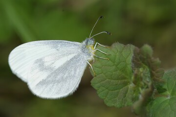 Closeup of the wood white butterfly, Leptidea sinapis sitting on a green leaf