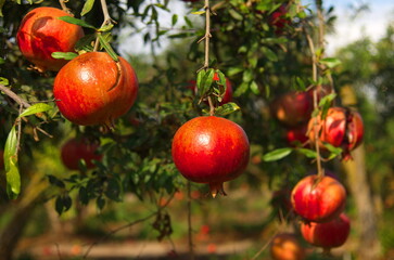 Garden with pomegranate trees. Rich harvest, large fruits, ripe pomegranates. Kibbutz moshav in Israel. Plantations with beautiful low trees. Red ripe pomegranates on a branch