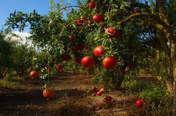 Garden with pomegranate trees. Rich harvest, large fruits, ripe pomegranates. Kibbutz moshav in Israel. Plantations with beautiful low trees. Red ripe pomegranates on a branch