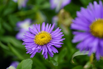 Obraz premium close up of an aster purple flower