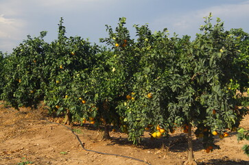 Fototapeta na wymiar Orchard with orange trees, orange plantations. Ripe fruits on branches. Rich harvest on the farm