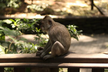 Naklejka na ściany i meble Indonesia Bali Forest Monkey Portraits