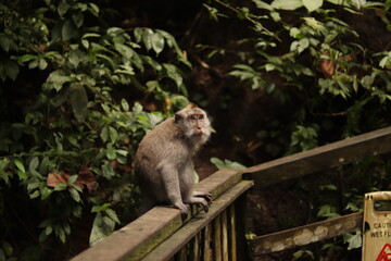 Naklejka na ściany i meble Indonesia Bali Forest Monkey Portraits