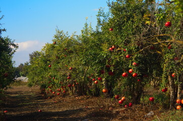 Garden with pomegranate trees. Rich harvest, large fruits, ripe pomegranates. Kibbutz moshav in Israel. Plantations with beautiful low trees. Red ripe pomegranates on a branch - ready to turn into jui