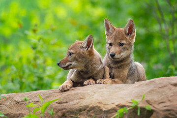 Coyote Pups (Canis latrans) Sit on Rock Together Summer