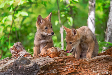 Coyote Pup (Canis latrans) Looks at Sibling Licking Face on Log Summer