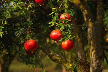 Garden with pomegranate trees. Rich harvest, large fruits, ripe pomegranates. Kibbutz moshav in Israel. Plantations with beautiful low trees. Red ripe pomegranates on a branch 