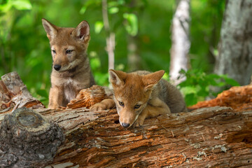Coyote Pup (Canis latrans) Looks Down Side of Log Sibling Behind Summer