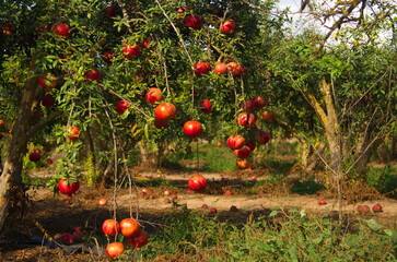 Spectacular ripe red pomegranate israeli garden. Big and beautiful pomegranate fruits on trees....